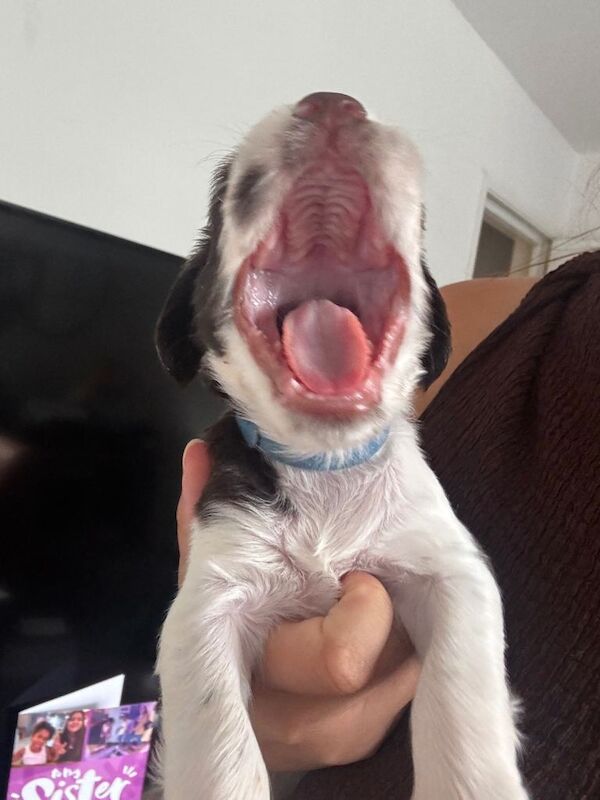 Spaniel puppies - Image 4 of 5