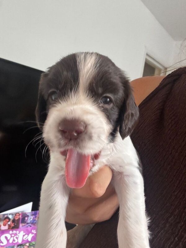 Spaniel puppies - Image 5 of 5