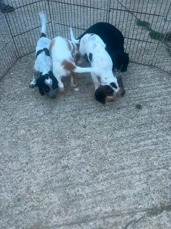 Spaniel puppies