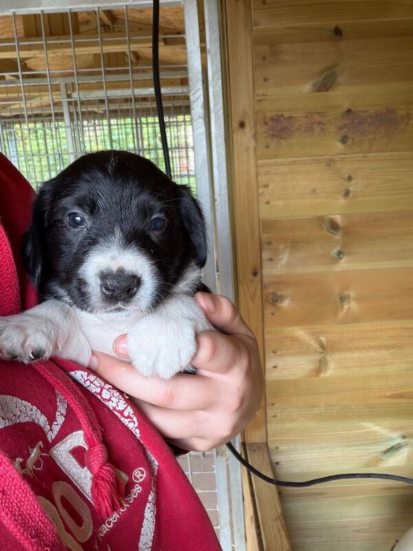 Spaniel x collie