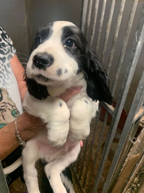 Spaniel’s