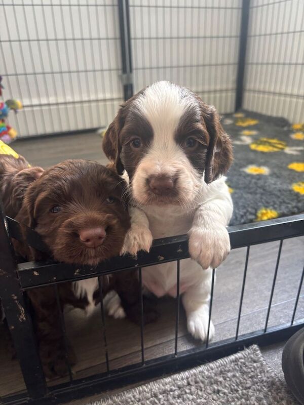 Spocker puppies for sale