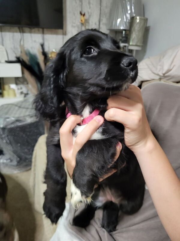 Cocker Spaniel puppies for sale in Pencoed, Mid Glamorgan – 11 weeks old