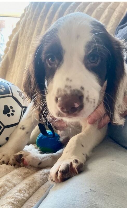 Springer / cocker spaniel Puppy