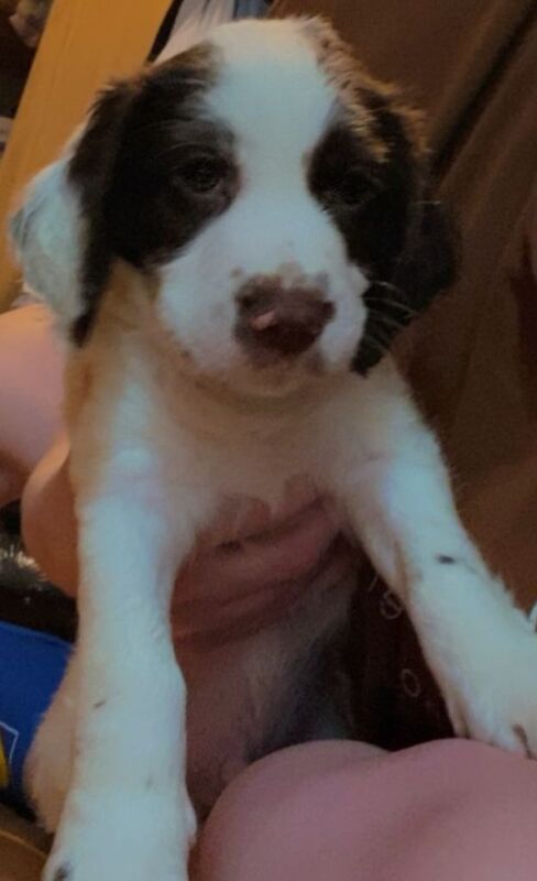 Springer / cocker spaniel Puppy - Image 2 of 2