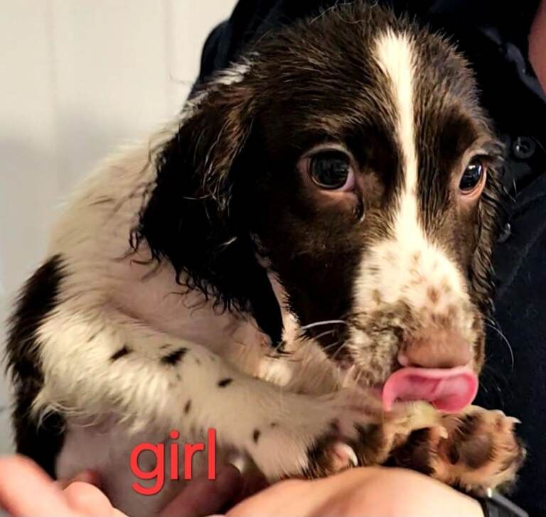 Springer spaniel puppies - Image 2 of 6