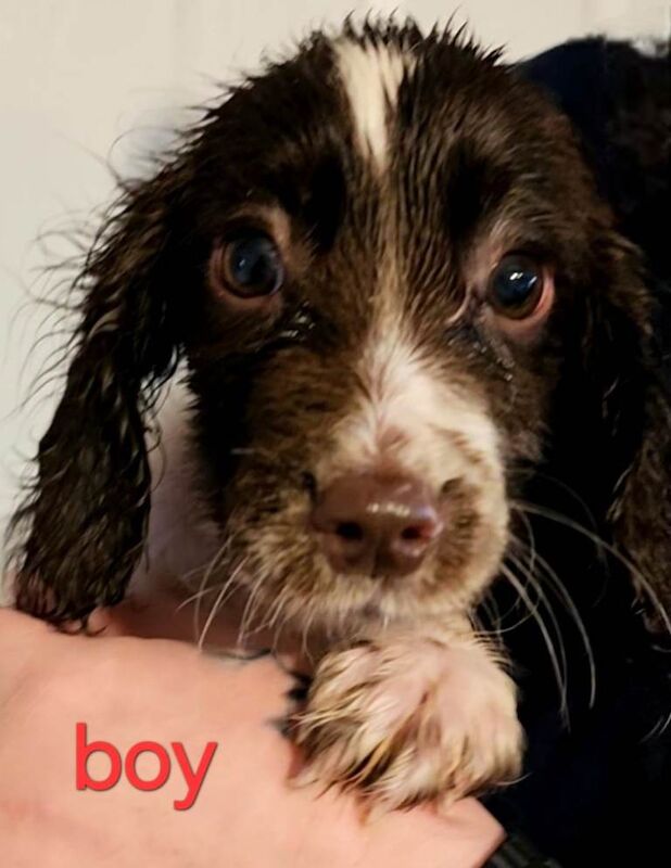 Springer spaniel puppies - Image 3 of 6