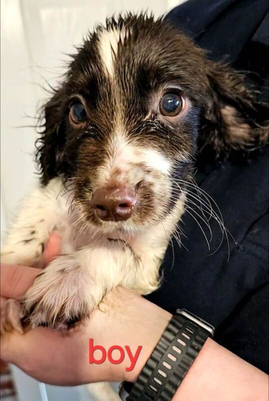 Springer spaniel puppies - Image 6 of 6
