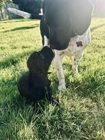 Sprockerdor puppies. Cocker x springerdor 5th August. - Image 4 of 5