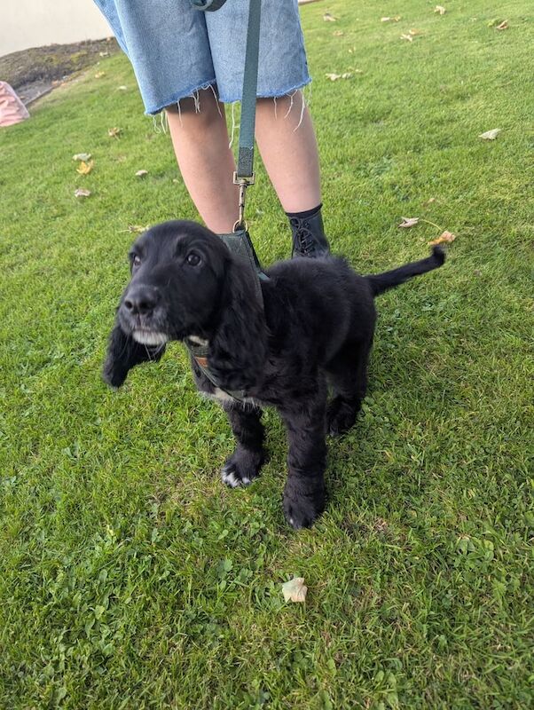 Sprocker - Image 2 of 3