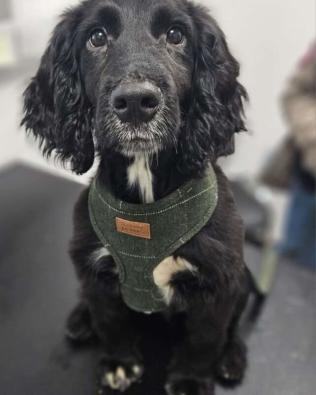 Sprocker - Image 3 of 3