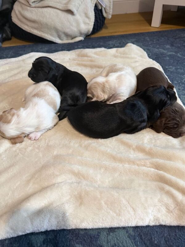 Cocker Spaniel puppies for sale in Crook, County Durham – 1 week old