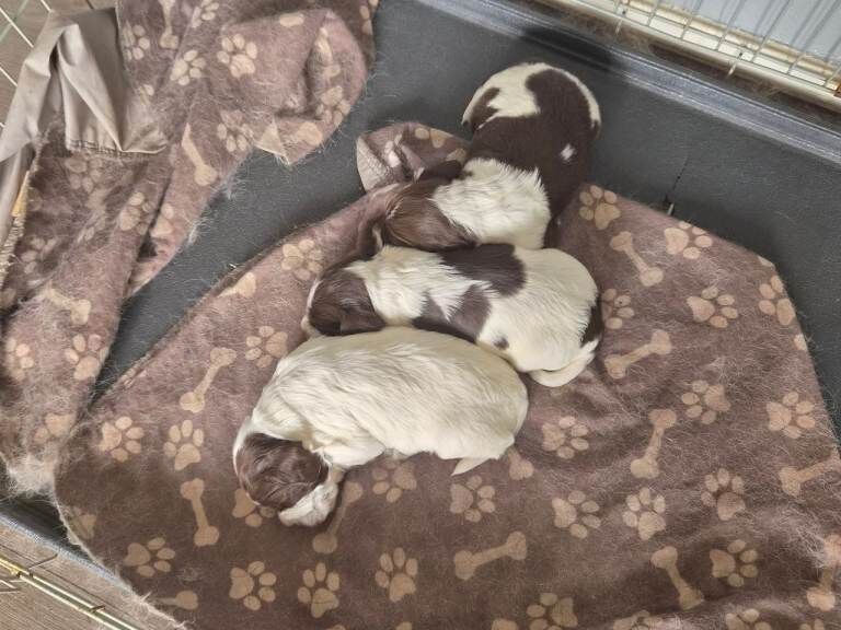 Sprocker