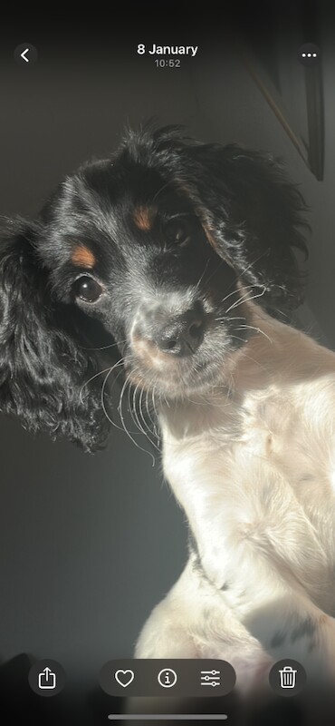 Sprocker