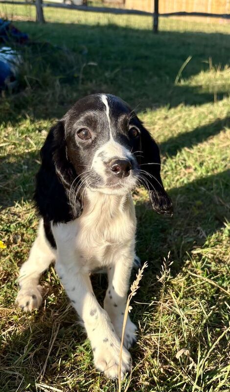 Cocker Spaniel puppies for sale in Pulborough, West Sussex – 10 weeks old