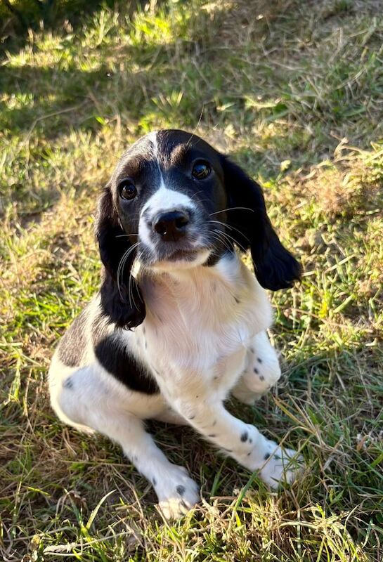 Cocker Spaniel puppies for sale in Pulborough, West Sussex – 10 weeks old - Image 2 of 3