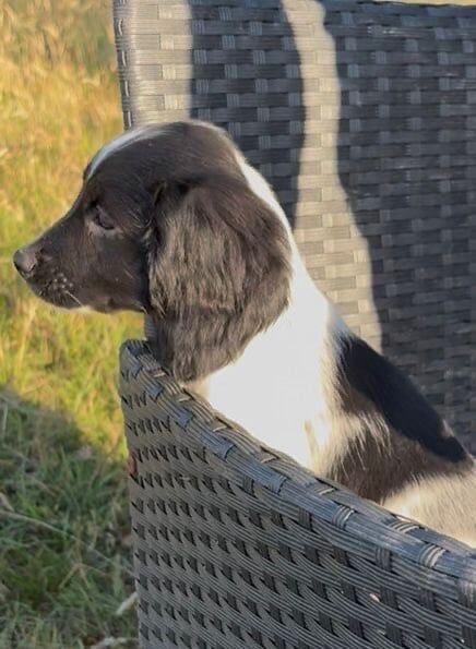 Cocker Spaniel puppies for sale in Pulborough, West Sussex – 10 weeks old - Image 3 of 3