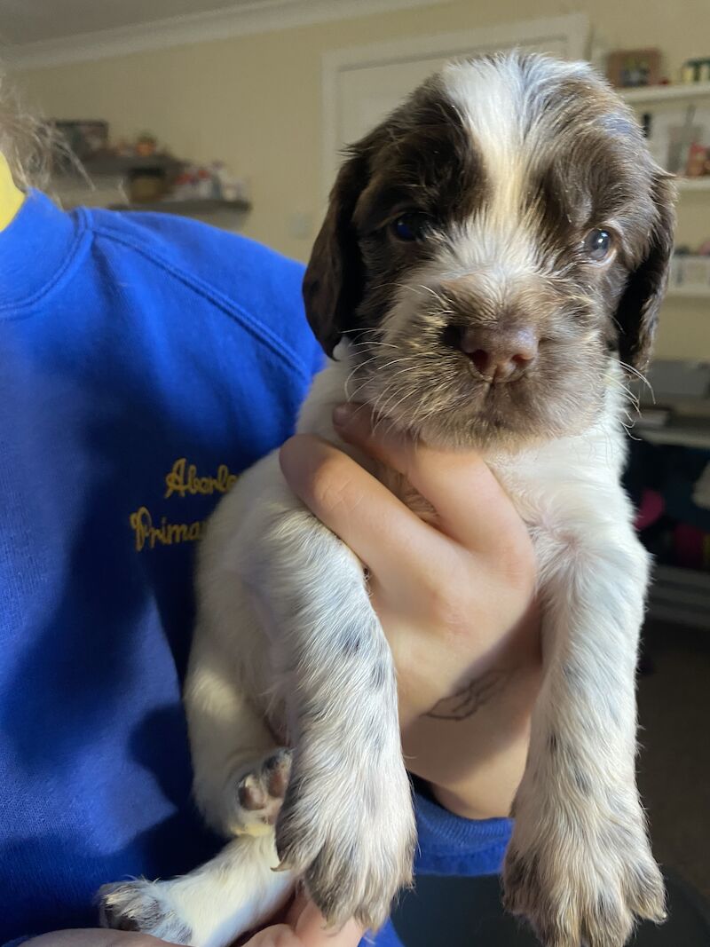 Cocker Spaniel puppies for sale in Mulben, Moray – 1 year old - Image 4 of 14