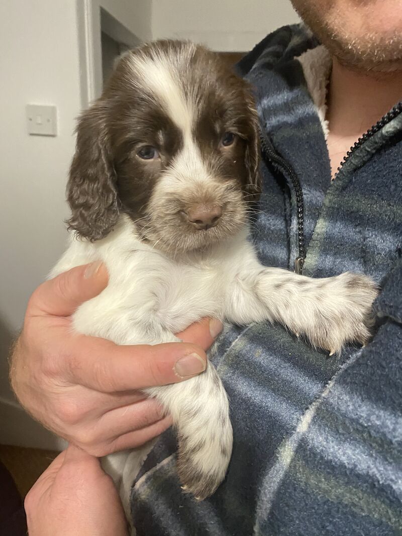 Cocker Spaniel puppies for sale in Mulben, Moray – 1 year old - Image 3 of 14