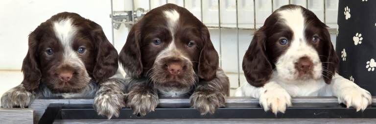 Sprocker puppies