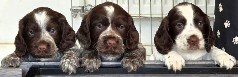Sprocker puppies - Image 2 of 6