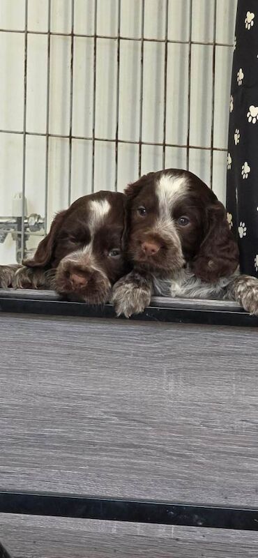 Sprocker puppies - Image 3 of 6