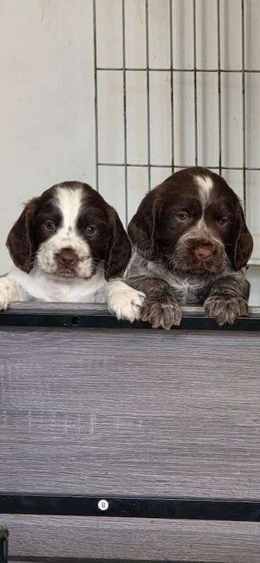 Sprocker puppies - Image 4 of 6