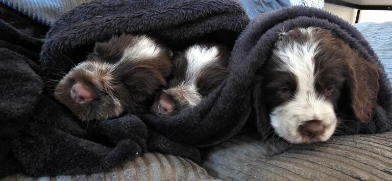 Sprocker puppies - Image 5 of 6