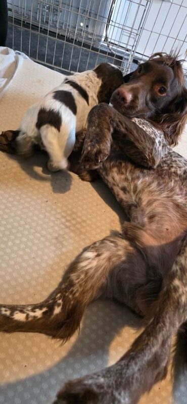 Sprocker puppies - Image 6 of 6