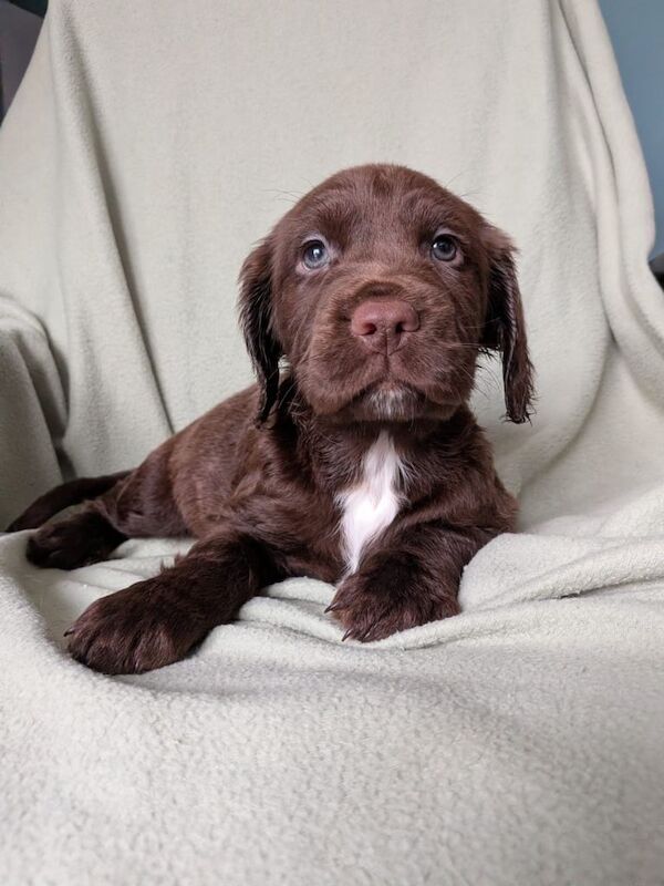 Sprocker puppies