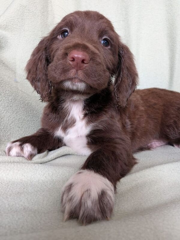 Sprocker puppies - Image 2 of 5