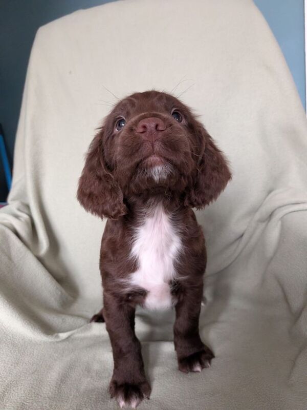 Sprocker puppies - Image 3 of 5