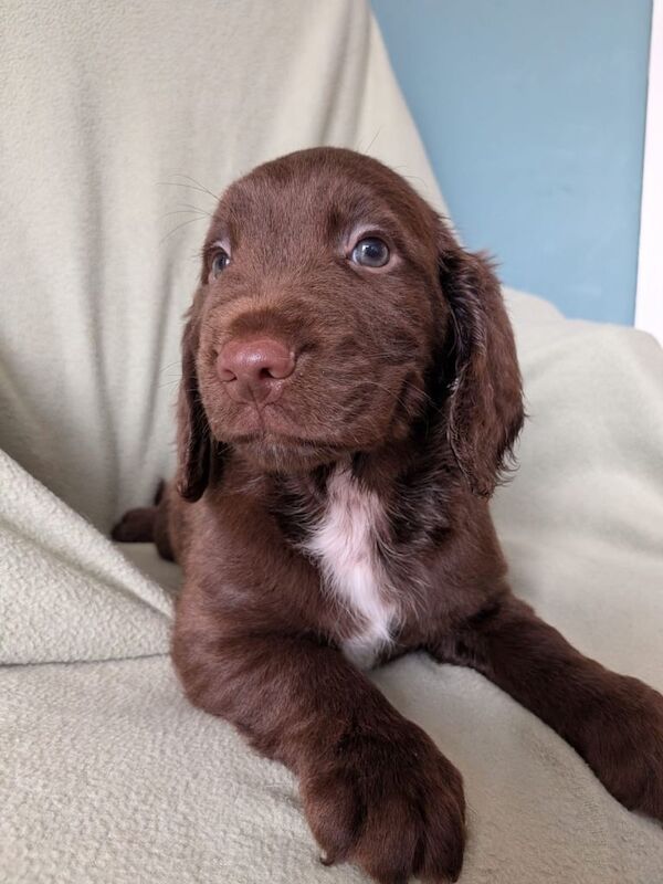 Sprocker puppies - Image 4 of 5