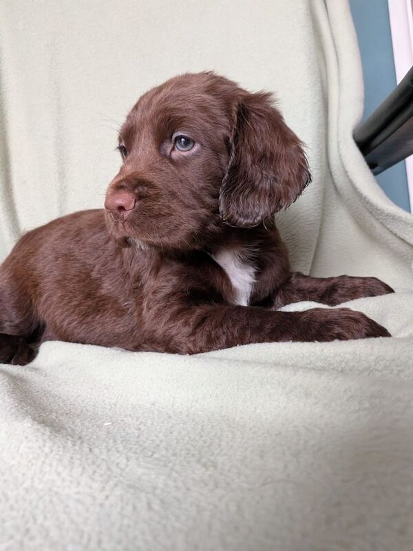 Sprocker puppies - Image 5 of 5