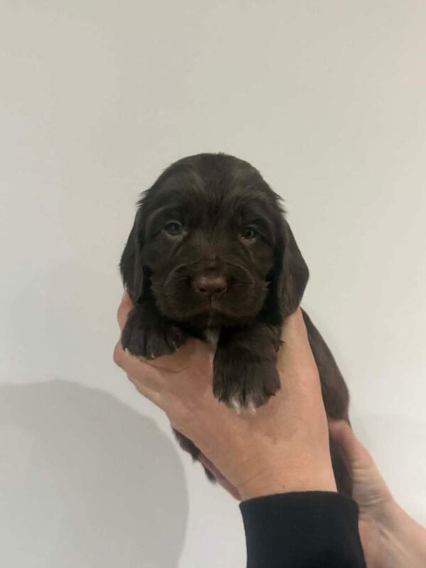 Sprocker Puppies - Image 2 of 6