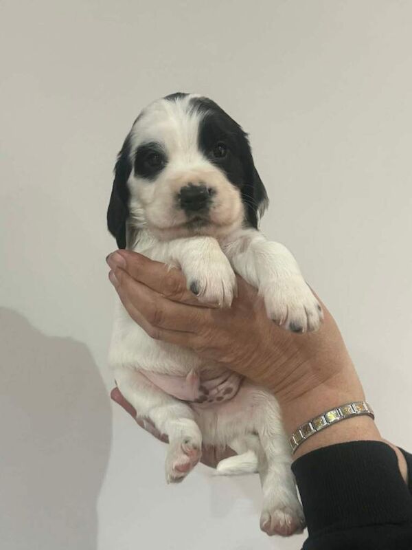 Sprocker Puppies - Image 3 of 6