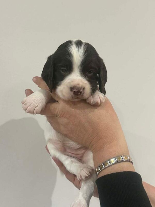 Sprocker Puppies - Image 4 of 6