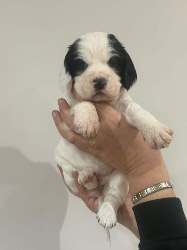 Sprocker Puppies - Image 5 of 6