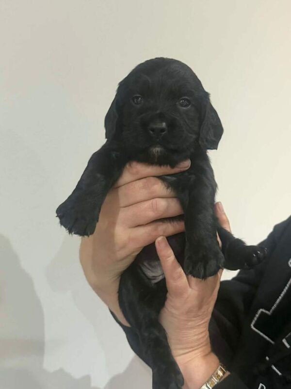 Sprocker Puppies - Image 6 of 6