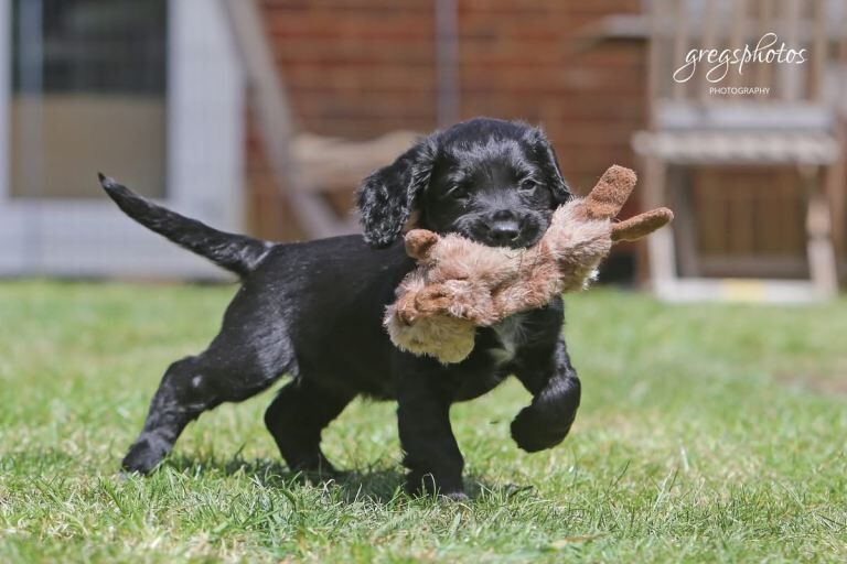 Sprocker puppies - Image 2 of 4