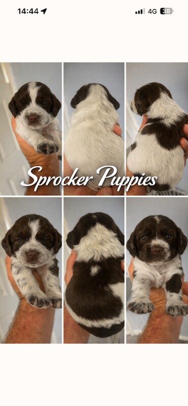 Sprocker puppies