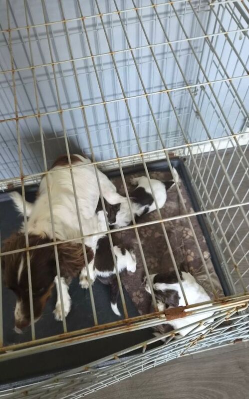 Sprocker puppies - Image 2 of 3