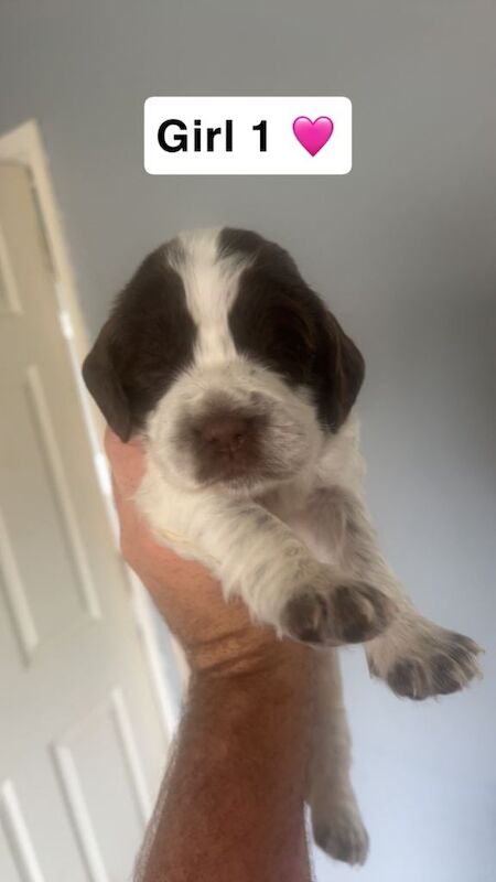 Sprocker puppies - Image 3 of 3