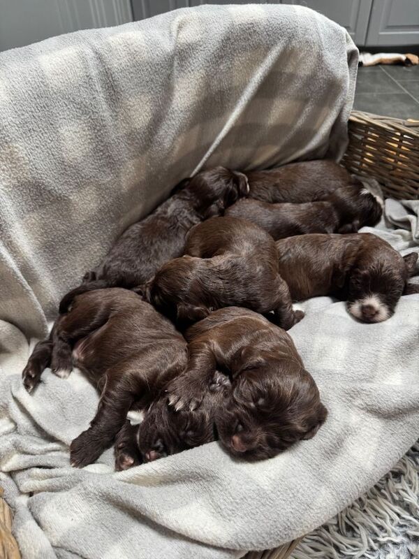 Sprocker puppies - Image 2 of 5