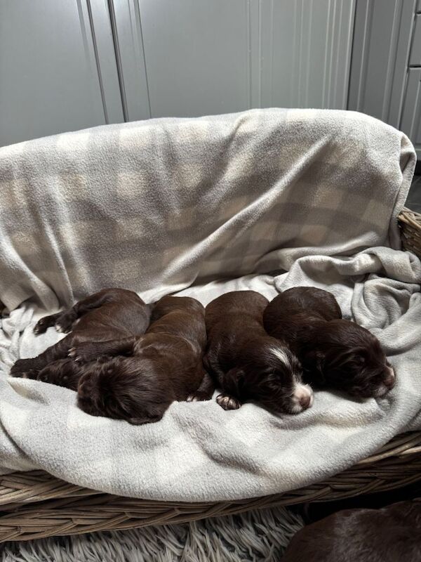 Sprocker puppies - Image 3 of 5