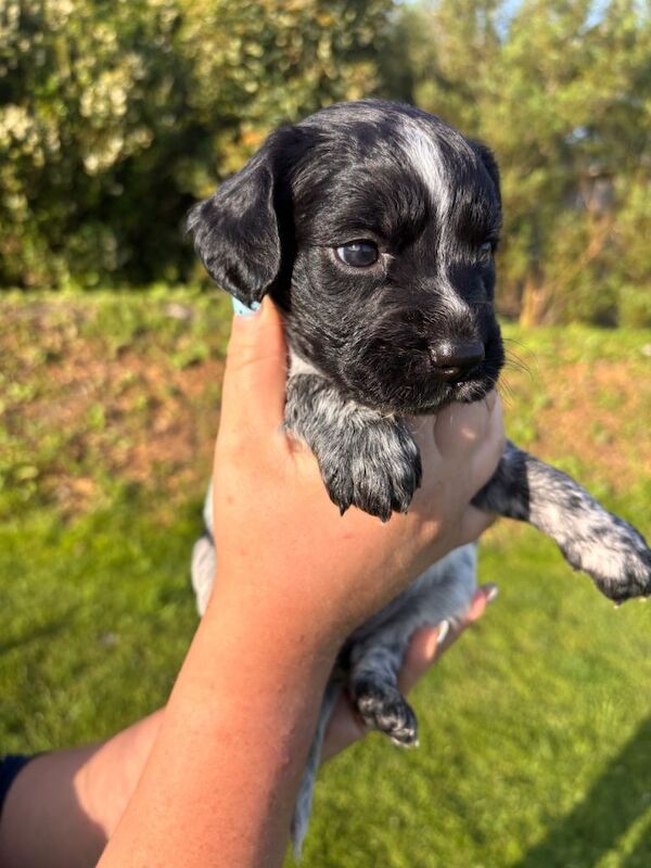 Sprocker puppies