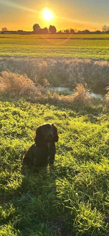 Sprocker puppies
