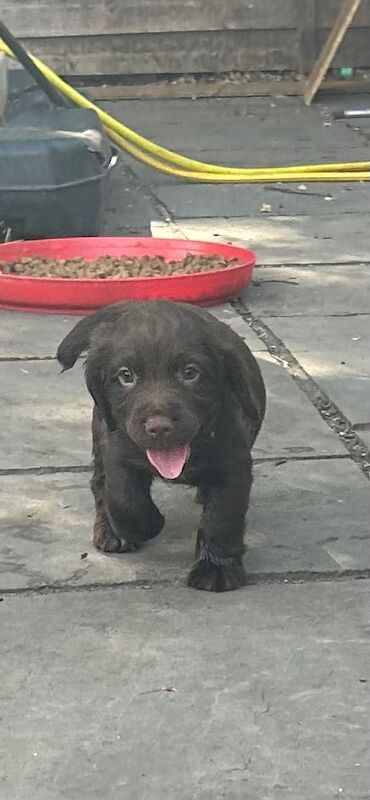 Sprocker puppies - Image 2 of 3
