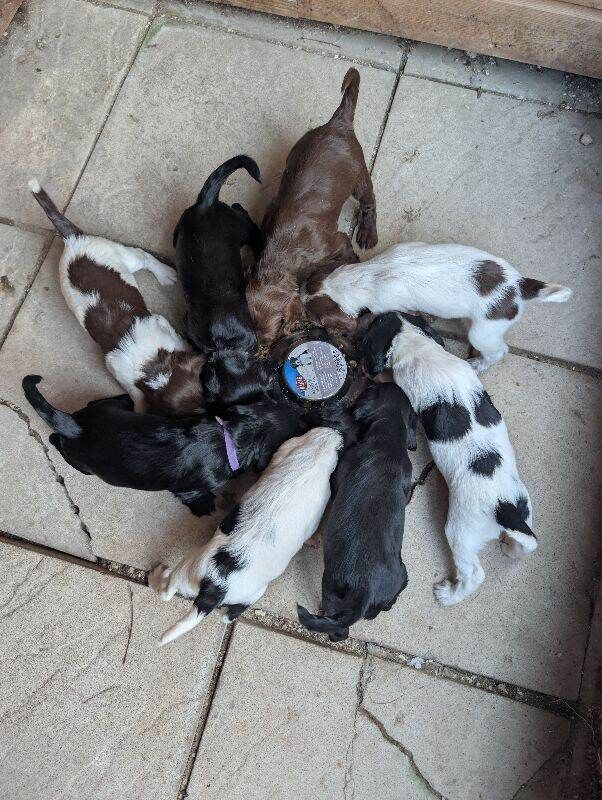 Sprocker puppies