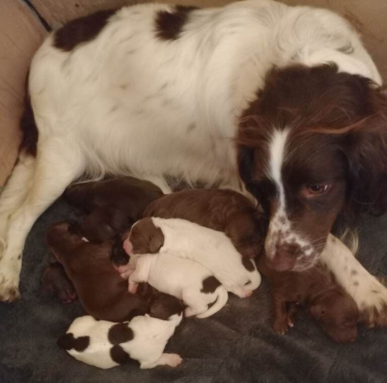 Sprocker puppies
